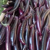 山东省寿光市长茄蔬菜合作社大量出售长茄，质量好，价格低，