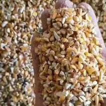 山东产地精品精良毛粮过风粮各种玉米碎养殖户福音