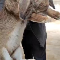 大型公羊兔