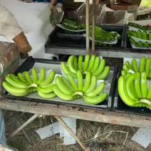 海南精品香蕉大量上市