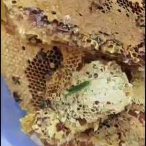 山里养的土蜂蜜没有任何添加剂，原生态甜度40以上