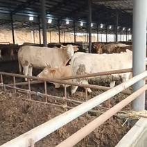 常年出售：夏洛莱牛、夏南牛、大母牛、子母对牛套牛、公母牛