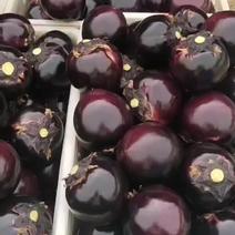 精品大棚种植紫光园茄便宜