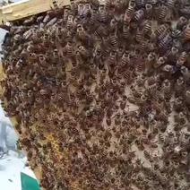 中蜂土蜂蜜