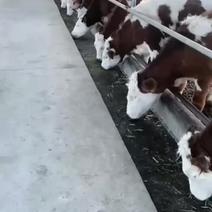 西门塔尔牛母牛、公牛临产牛、二岁子牛、种公牛