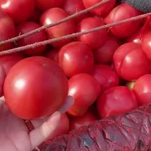 西红柿产地直发大量现货果子干净需要的啦
