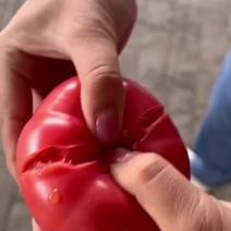 寿光基地种植进口品种大口感柿子甜口无酸沙瓤水果番茄西红柿