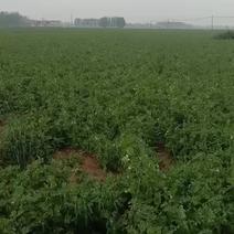 基地豌豆大量供应
