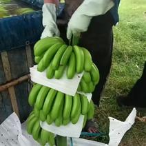 海南精品香蕉