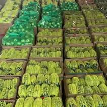 青县各种甜瓜大量上市博洋九，九一，六一，绿瓜，白瓜，菜瓜