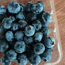 优质蓝莓