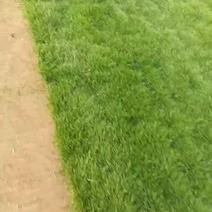 山东沧州草坪种植基地常年出售优质草坪。正品是青草坪早熟禾