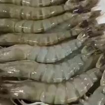 印尼活冻黑虎虾一手货源价格美丽虾肉包满
