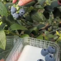 江苏蓝莓一件代发现摘现发蓝莓新鲜甜脆2斤起