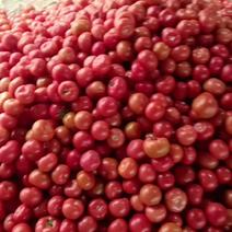 电商市场超市菏泽硬粉西红柿供应全国对接各大平台