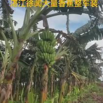 #徐闻香蕉产地直销批发芭蕉#苹果蕉#小米蕉#粉蕉