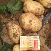 荷兰十五，沃土黄心土豆大量上市品质保证欢迎