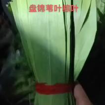 盘锦粽叶苇叶供货