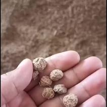 沙地油莎豆