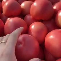 精品粉红西红柿1