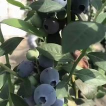 大量蓝莓上市