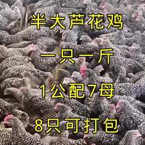 芦花鸡脱温鸡苗绿壳蛋芦花鸡大量现货养殖场发到你家