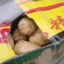 新鲜土豆荷兰十五