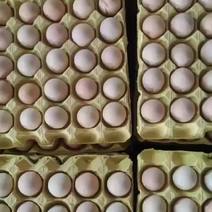 养殖场双色红心粉鸡蛋土鸡蛋支持养殖场自提，西安咸阳配送