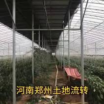 河南郑州土地流转：中牟县种植大棚8个