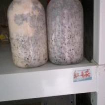 红平菇！800毫升原种瓶！棉籽壳培养基！