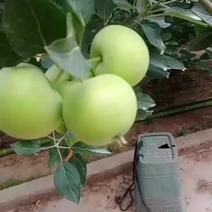中国苍溪特产青苹果大量上市！！！！！！！！！！！！