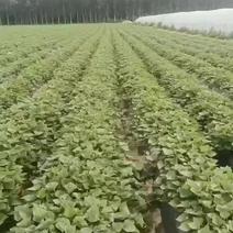 大家好今天六月十一号北京农科院种薯脱毒红薯苗品种全保质量