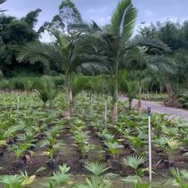 槟榔葵头径10-30分高度2米-6米基地大量低价出售