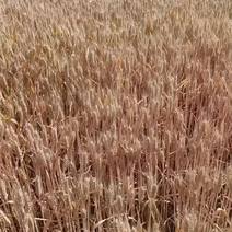 小麦即将收割欢迎订购有中外品种和金強系列品种