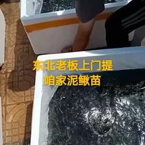泥鳅苗台湾泥鳅