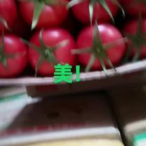 银川精品西红柿