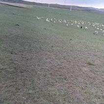 锡林格勒草坡羊。