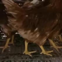 海兰褐青年鸡（育成鸡）