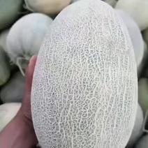 新疆的哈密瓜