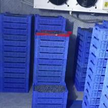 莱克西蓝莓大量上市日供应量3000斤