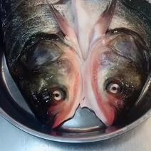 白鲢鱼的鱼头3元每斤，这样炖不腥入味，白鲢鱼头，黑鲢鱼头