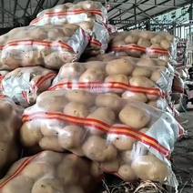 马铃薯，土豆，产地直销