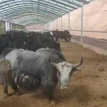 青藏高原牦牛肉