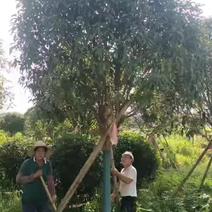 假植桂花树，移植苗8-20公分