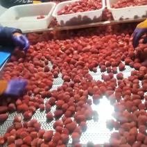 2023冻干，速冻草莓，甜查理，红颜，美十三，全明星