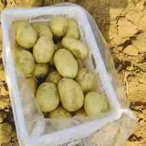 24年沃土五号，实验1.新土豆，冷库土豆大量供应，