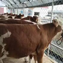 纯吉林本地西门塔尔繁殖基础母牛