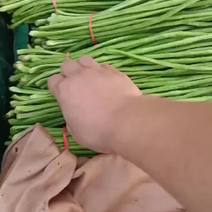 河北省邯郸市丛台区精品长豆角，大量有货，可以随时接单