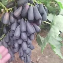 河北石家庄晋州产院基地，蓝宝石葡萄精品葡萄