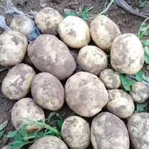 大家好今天七月18号沃土5号，今年有大丰收，需要土豆种子